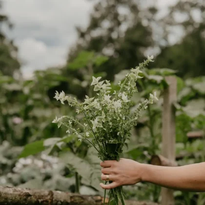 Odkryj piękno ręcznie robionego bukietu małych białych kwiatów Szałwia 'White Swan' i bujnej zieleni, elegancko zaprezentowanego ręką ogrodnika. Na tle tętniącego życiem ogrodu pełnego różnorodnych roślin i otoczonego rustykalnym drewnianym płotem pod czarującym, zachmurzonym niebem, ta scena uosabia urok i urok naszego internetowego butiku ogrodniczego.