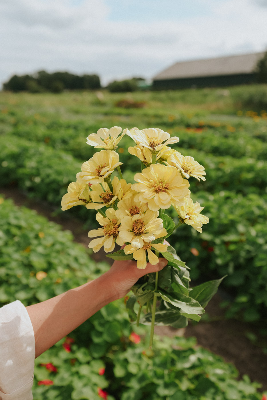Dłoń trzymająca bukiet jasnożółtych kwiatów z zielonymi liśćmi na tle bujnego pola, widok na dom wiejski, internetowy butik ogrodniczy.