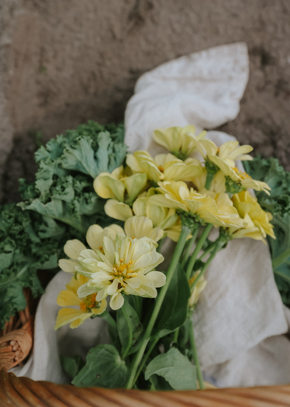 Wiklinowy kosz wypełniony intensywnie zielonymi liśćmi jarmużu i delikatnymi, jasnożółtymi kwiatami, elegancko ułożonymi na miękkiej beżowej tkaninie — idealny, by dodać odrobinę natury do Twojego internetowego butiku ogrodniczego!.