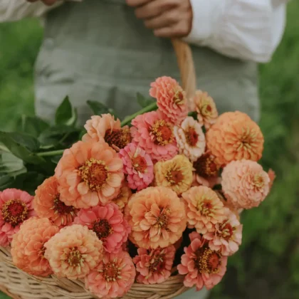 Odkryj piękno bujnego letniego ogrodu z naszymi żywymi kwiatami Cynia 'Lilliput Peach Mix', świeżo zebranymi i umieszczonymi w rustykalnym wiklinowym koszu. Idealnie utulone przez ogrodnika w białej koszuli i zielonym fartuchu, te oszałamiające kwiaty lśnią na tle bujnej zieleni. Ulepsz swój ogród już dziś pięknymi letnimi kwiatami z naszego internetowego butiku ogrodniczego!.