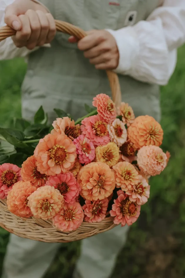 Odkryj piękno bujnego letniego ogrodu z naszymi żywymi kwiatami Cynia 'Lilliput Peach Mix', świeżo zebranymi i umieszczonymi w rustykalnym wiklinowym koszu. Idealnie utulone przez ogrodnika w białej koszuli i zielonym fartuchu, te oszałamiające kwiaty lśnią na tle bujnej zieleni. Ulepsz swój ogród już dziś pięknymi letnimi kwiatami z naszego internetowego butiku ogrodniczego!.