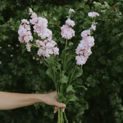 piękny bukiet jasnoróżowych kwiatów lewkonia Cherryblossom z długimi zielonymi łodygami na tle bujnych, ciemnozielonych liści – idealne rozwiązanie dla internetowych butików ogrodniczych poszukujących eleganckich kompozycji kwiatowych.