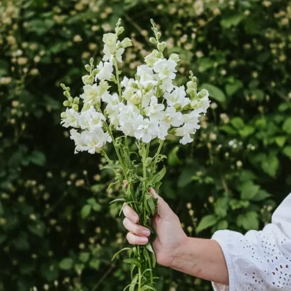 elegancki biały bukiet Lwia paszcza 'Madame Butterfly Ivory F1pośród żywych liści ogrodowych - wystawa butiku ogrodniczego online.