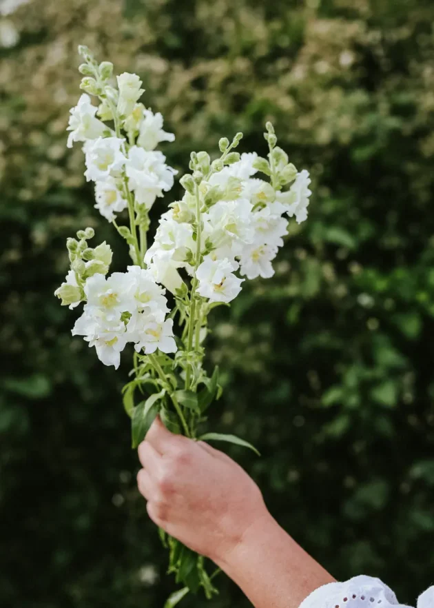 Piękny bukiet świeżych białych lwiej paszczy 'Madame Butterfly Ivory F1trzymany w dłoni, prezentujący żywe i delikatne kwiaty na tle bujnej zieleni liści. Idealne do internetowych butików ogrodniczych, te oszałamiające lwie paszcze podkreślają elegancję natury i dodają uroku każdemu ogrodowi lub kompozycji kwiatowej.