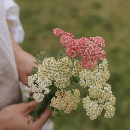 Osoba prezentująca zachwycający bukiet drobnych różowych, białych i jasnożółtych kwiatów krwawnik Summer Pastell Mix na soczyście zielonym tle, idealny dla entuzjastów internetowych butików ogrodniczych.