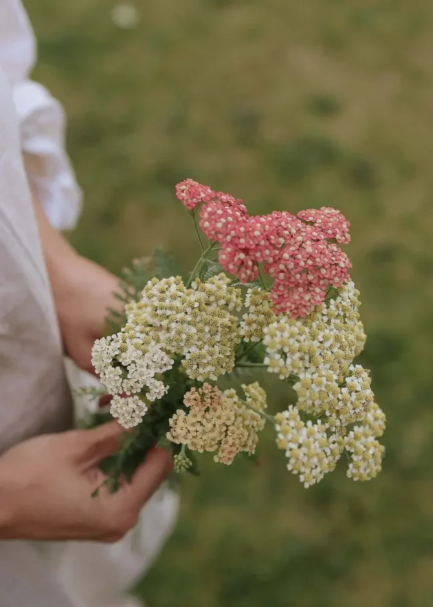 Osoba prezentująca zachwycający bukiet drobnych różowych, białych i jasnożółtych kwiatów krwawnik Summer Pastell Mix na soczyście zielonym tle, idealny dla entuzjastów internetowych butików ogrodniczych.