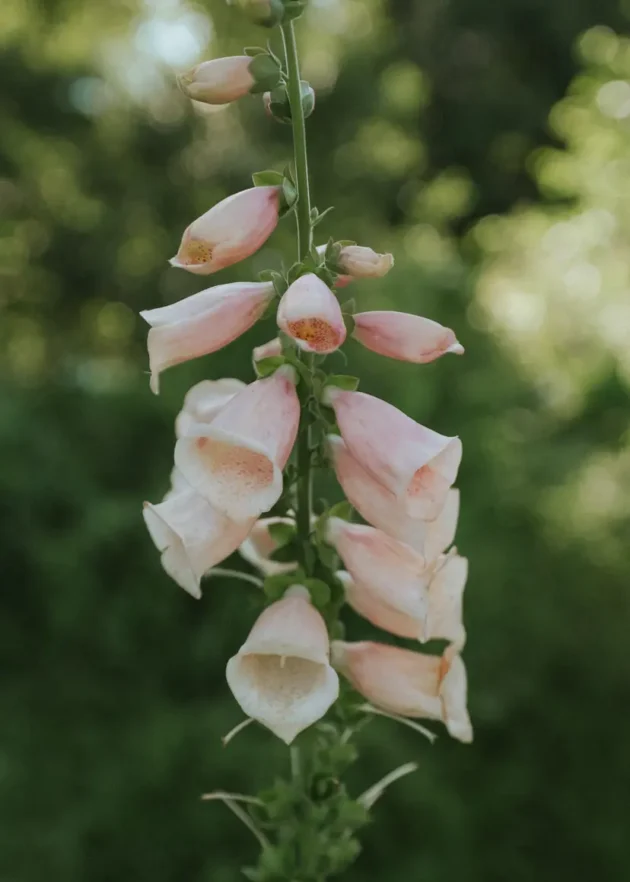 Zbliżenie kwitnącej rośliny naparstnicy Apricot Delight z pionowymi łodygami, na których widać miękkie różowe kwiaty rurkowate, na tle rozmytego zielonego tła liści. Idealne do podkreślenia piękna ogrodu. Odkryj rośliny naparstnicy i bardziej żywe kwiaty ogrodowe w naszym internetowym butiku ogrodniczym.