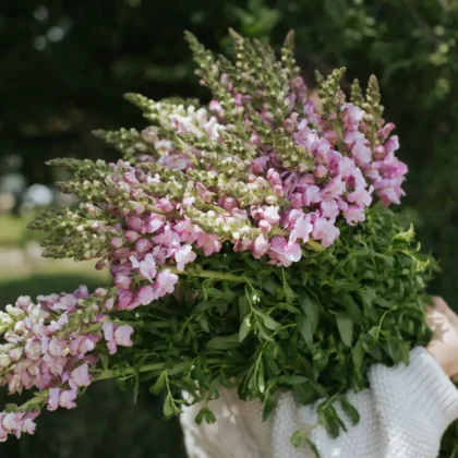 Odkryj piękno świeżych różowych i białych lwich paszczy 'Potomac Lavender' trzymanych przez ogrodnika w eleganckim białym swetrze. Ten oszałamiający bukiet otoczony jest bujną zielenią, idealną do ogrodu lub przestrzeni na zewnątrz. Odkryj nasz internetowy butik ogrodniczy, aby znaleźć żywe kompozycje kwiatowe i inspirację ogrodniczą w malowniczym, naturalnym otoczeniu.