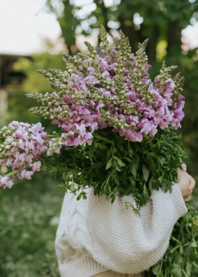 Odkryj piękno świeżych jak z ogrodu lwich paszczy 'Potomac Lavender' z tym oszałamiającym bukietem z jasnofioletowymi i różowymi kwiatami uzupełnionymi bujną zielenią liści. Idealny do Twojego internetowego butiku ogrodniczego, ten obraz ukazuje osobę w stylowym białym swetrze prezentującą nasz wybór najwyższej jakości lwich paszczy na tle żywej zieleni i majestatycznych drzew. Idealny zarówno dla florystów, jak i miłośników ogrodów!.