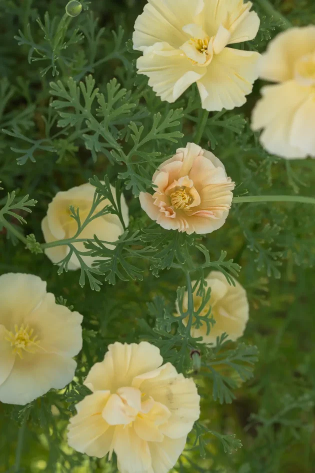 Odkryj piękno Mak kalifornijskiego – Thai Silk Pink Champagne poppies w naszym internetowym butiku ogrodniczym. Te wykwintne kwiaty prezentują delikatne kremowożółte płatki z eleganckimi falbankami, otoczone bujną zielenią liści. Ich w pełni otwarte kwiaty odsłaniają uderzające pręciki, umieszczone na oszałamiającym tle żywych liści, idealne do upiększenia każdej przestrzeni ogrodowej. Odkryj naszą ofertę i wnieś odrobinę świeżości do swojego ogrodu już dziś!.