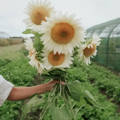 Odkryj nasz wykwintny bukiet słoneczników 'White Sun' w naszym internetowym butiku ogrodniczym. Żywe duże słoneczniki z bladożółtymi płatkami i bogatymi brązowymi środkami zachwycają wzrok, gdy są czule trzymane na bujnym zielonym polu, idealnym do tworzenia oszałamiających kompozycji kwiatowych. Zauważ klasyczną konstrukcję szklarni w tle, na tle malowniczego, zachmurzonego nieba, symbolizującą wysokiej jakości materiały ogrodnicze i wiedzę specjalistyczną dostępną na wyciągnięcie ręki.