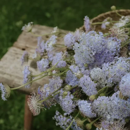 czarujący bukiet delikatnych fioletowych i białych kwiatów didiskus 'Lace Blue' ze smukłymi zielonymi łodygami – idealny do dodania spokojnego, rustykalnego uroku do każdej przestrzeni ogrodowej. Odkryj wyjątkowe kompozycje kwiatowe w naszym internetowym butiku ogrodniczym!.