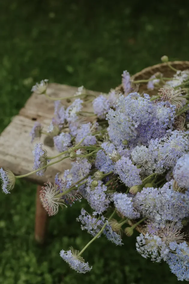 czarujący bukiet delikatnych fioletowych i białych kwiatów didiskus 'Lace Blue' ze smukłymi zielonymi łodygami – idealny do dodania spokojnego, rustykalnego uroku do każdej przestrzeni ogrodowej. Odkryj wyjątkowe kompozycje kwiatowe w naszym internetowym butiku ogrodniczym!.