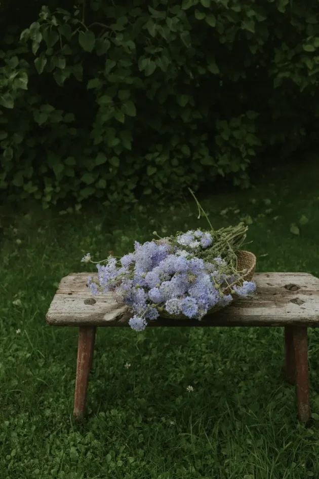 fioletowymi kwiatami didiskus 'Lace Blue' , idealną do każdego internetowego butiku ogrodniczego. Na tle gęstej zieleni liści i bujnej trawy ta spokojna scena ogrodowa ucieleśnia naturalne piękno i spokój. Idealna do eksponowania mebli ogrodowych i kompozycji kwiatowych na platformie e-commerce.