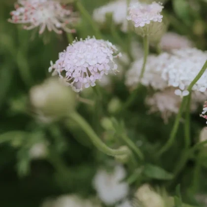 Odkryj piękno delikatnych różowych i białych kwiatów didiskus Lace Pink z małymi płatkami w naszym internetowym butiku ogrodniczym. Te wykwintne kwiaty są prezentowane na tle bujnej zieleni liści, tworząc oszałamiający kontrast. Delikatnie rozmyte tło podkreśla skomplikowane tekstury i delikatne kolory tych kwiatów, dzięki czemu są idealnym dodatkiem do wystroju ogrodu. Kup teraz najwyższej jakości selekcje kwiatów!.