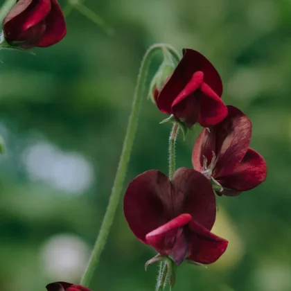 Piękne ciemnoczerwone kwiaty groszku pachnącego Spring Sunshine Burgundy w pełnym rozkwicie zdobią uroczą winorośl, podkreśloną eleganckimi, wygiętymi łodygami na tle bujnej zieleni. Idealne do Twojego internetowego butiku ogrodniczego, te piękne groszki pachnące doskonale nadają się do wzbogacenia każdego ogrodu o żywe kolory i wdzięczny design.