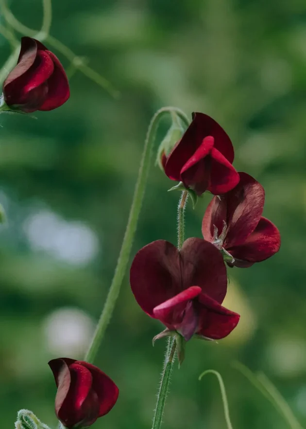 Piękne ciemnoczerwone kwiaty groszku pachnącego Spring Sunshine Burgundy w pełnym rozkwicie zdobią uroczą winorośl, podkreśloną eleganckimi, wygiętymi łodygami na tle bujnej zieleni. Idealne do Twojego internetowego butiku ogrodniczego, te piękne groszki pachnące doskonale nadają się do wzbogacenia każdego ogrodu o żywe kolory i wdzięczny design.