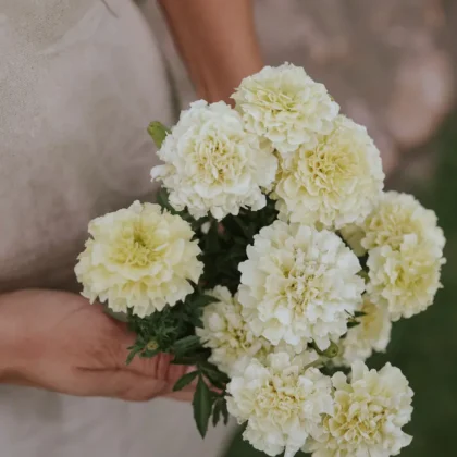 Odkryj nasz wykwintny, bladożółty bukiet nagietków, idealny dla każdego miłośnika ogrodnictwa. Uchwycony w naturalnym świetle, ten oszałamiający układ zawiera żywe kwiaty nagietków z bujnymi zielonymi liśćmi, idealne do Twojego ogrodu lub wystroju domu. Osoba prezentująca bukiet jest ubrana w stylowy beżowy fartuch i elegancką białą koszulę, stojąc na bujnym zielonym trawniku. Przeglądaj nasz internetowy butik ogrodniczy, aby uzyskać więcej pięknych kompozycji kwiatowych i niezbędnych artykułów ogrodniczych.