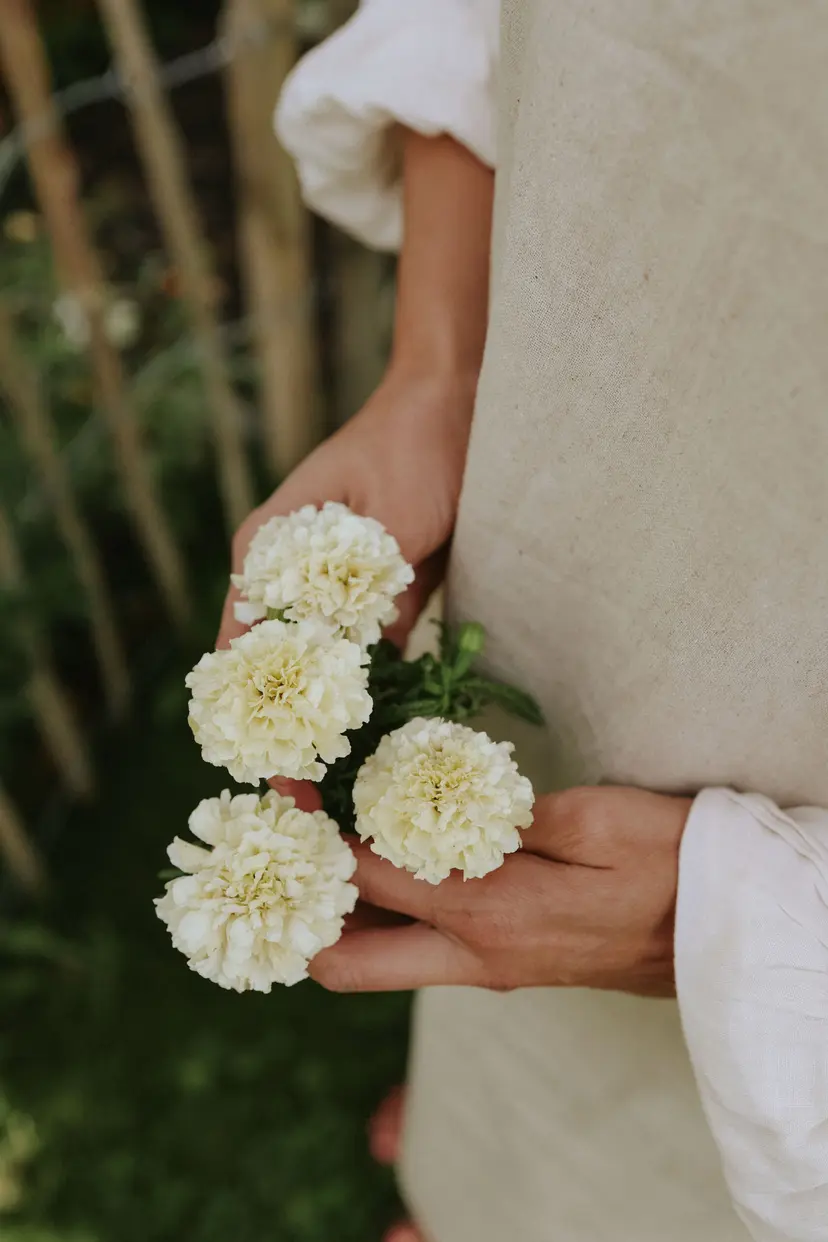 Ogrodnik prezentujący mały bukiet rzadkich białych nagietków, ubrany w jasny fartuch na tle ogrodu z drewnianym płotem i bujną zielenią - ekskluzywna oferta w butiku ogrodniczym online.
