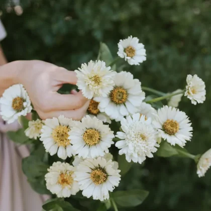 Dłoń elegancko prezentująca zachwycający bukiet cynia Cresto!Cream białych kwiatów z jasnożółtymi środkami, umieszczonych na tle soczyście zielonej zieleni ogrodu — idealny do uzupełnienia kolekcji florystycznej Twojego internetowego butiku ogrodniczego.