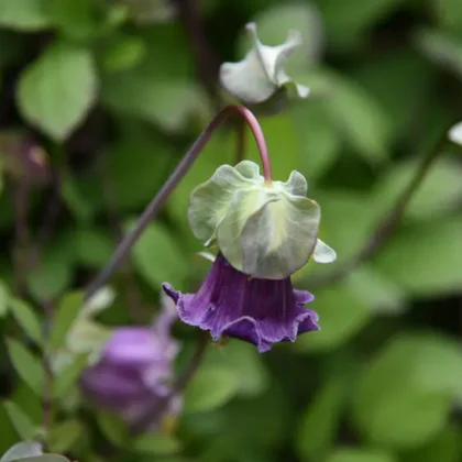Fioletowy kwiat kobea pnąca w kształcie dzwonka w pełnym rozkwicie z pofalowanymi krawędziami, zwisający wdzięcznie z liściastego pnącza. Żywe zielone liście zapewniają bujne tło, idealne dla entuzjastów butików ogrodniczych online i miłośników dekoracji roślinnych. Idealny dodatek kwiatowy do estetyki ogrodu.
