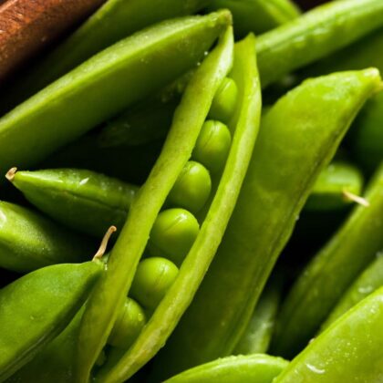 świeże i żywe groszku cukrowego Delikett ' z otwartymi strąkami, w których widać kolorowe groszki. Chrupiąca i gładka konsystencja podkreśla ich świeżość i dojrzałość, idealne dla miłośników ogrodnictwa gourmet. Kupuj warzywa najwyższej jakości w naszym internetowym sklepie ogrodniczym już dziś!.