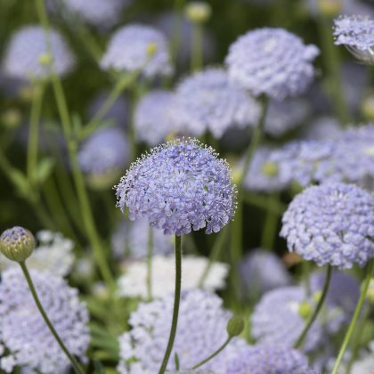 Kwiaty Didiskus 'Lace Blue' o jasnofioletowych płatkach i zielonych łodygach, skupione wśród bujnie kwitnących liści ogrodowych.