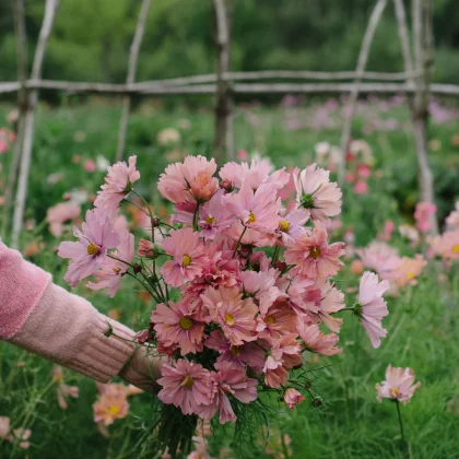 Ogrodnik w różowym swetrze prezentuje kwiaty Kosmos 'Apricotta' w tętniącym życiem ogrodzie z rustykalnym ogrodzeniem i zielonymi liśćmi z tyłu.