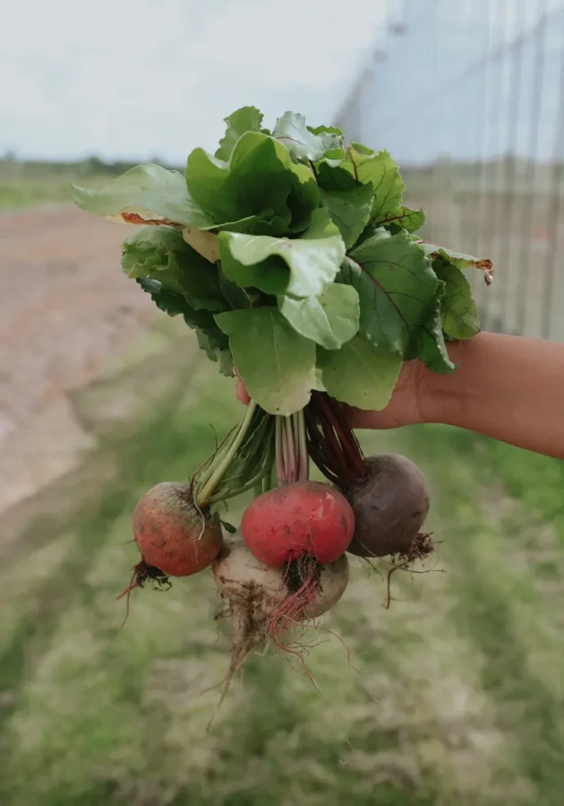 Świeżo zebrane wielokolorowe buraki z zielonymi liśćmi trzymane w dłoni - żywe czerwone i fioletowe organiczne buraki | Sklep ogrodniczy online.