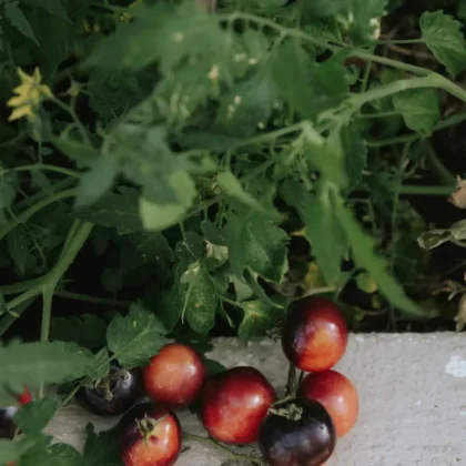 Żywy kiść dojrzałych czerwonych i fioletowych pomidorów heirloom Indigo Rose wystawionych na białej kamiennej półce, umiejętnie otoczonych soczyście zielonymi liśćmi i łodygami. Liście zdobią urocze małe żółte kwiaty pomidorów, idealne do Twojej kolekcji butików ogrodniczych online.