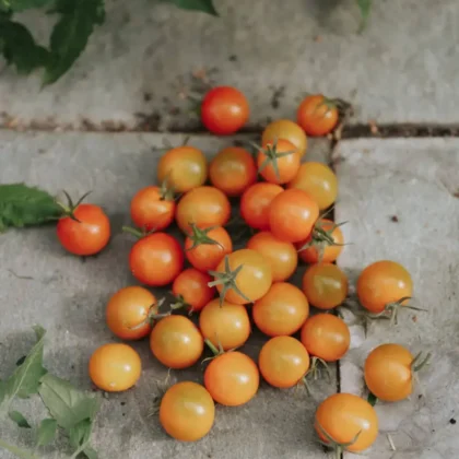 Żywy kiść pomarańczowych i czerwonych pomidorków koktajlowych Sungold otoczonych świeżymi zielonymi liśćmi na kamiennej powierzchni - idealny dodatek do Twojego ogrodu domowego | Sklep ogrodniczy online.