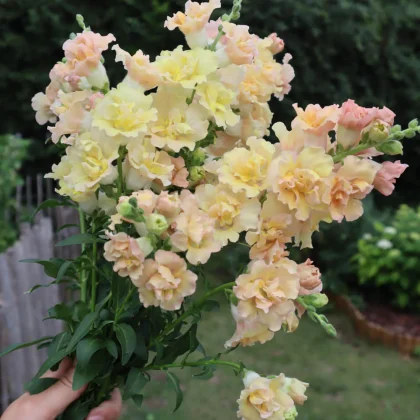 Ręka trzymająca lwie paszcze 'Snapstar Champagne', jasnożółte i brzoskwiniowe kwiaty, zielone liście, tło ogrodowe.