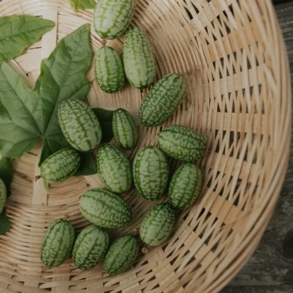 Kupuj ekologiczne Ogórki Meksykańskie (Cucamelon) w naszym internetowym sklepie ogrodniczym — zdjęcie przedstawia ręcznie tkany kosz wypełniony świeżymi, owalnymi zielonymi cucamelonami z jasnozielonymi paskami i w towarzystwie żywych, dużych zielonych liści. Idealne nasiona heirloom do przydomowych ogrodów, pojemników na patio i miejskich plantatorów warzyw.