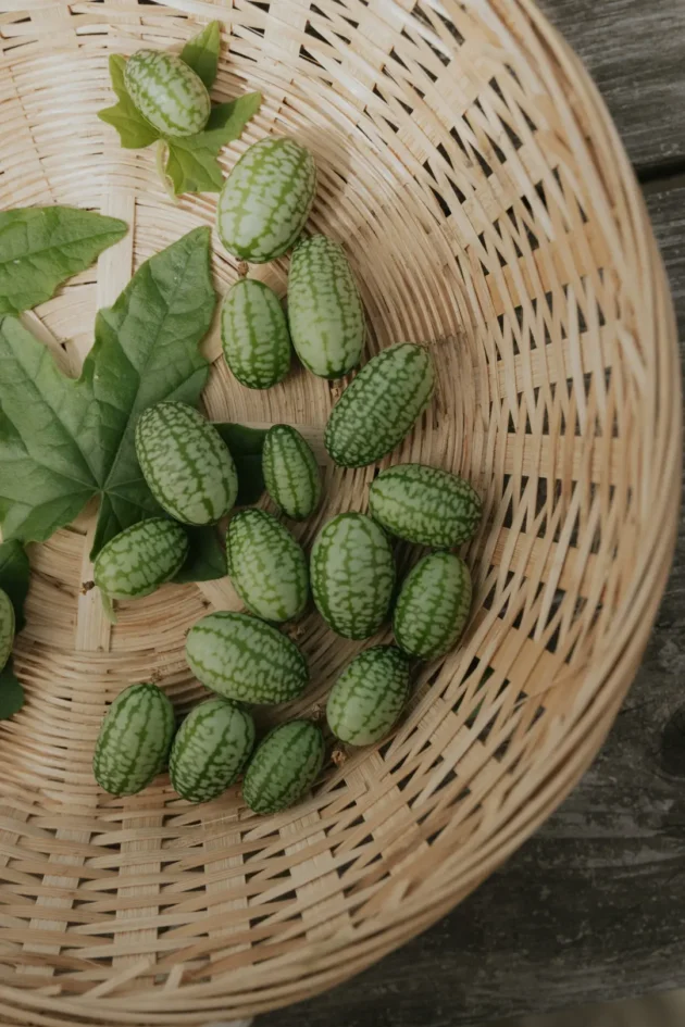 Kupuj ekologiczne Ogórki Meksykańskie (Cucamelon) w naszym internetowym sklepie ogrodniczym — zdjęcie przedstawia ręcznie tkany kosz wypełniony świeżymi, owalnymi zielonymi cucamelonami z jasnozielonymi paskami i w towarzystwie żywych, dużych zielonych liści. Idealne nasiona heirloom do przydomowych ogrodów, pojemników na patio i miejskich plantatorów warzyw.