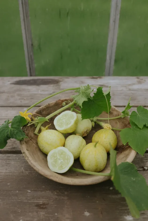 Kupuj świeże jasnozielone ogórki Lemon online w naszym butiku ogrodniczym - drewniana miska ekspozycyjna z chrupiącymi plasterkami ogórków na rustykalnym stole, zaakcentowana bujnymi zielonymi liśćmi. Idealne do przydomowych ogrodów i zdrowych przepisów.