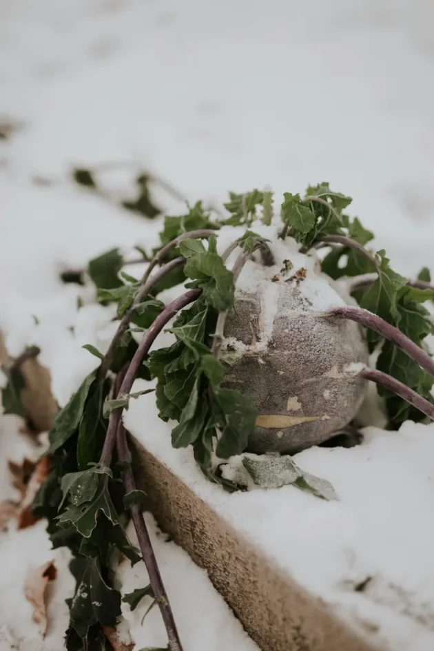 kalarepa Delikatess Blue w zimowym ogrodzie, prezentująca żywe zielone liście i fioletowe łodygi na tle śnieżnobiałego śniegu, podkreślająca odporne piękno w internetowym butiku ogrodniczym.