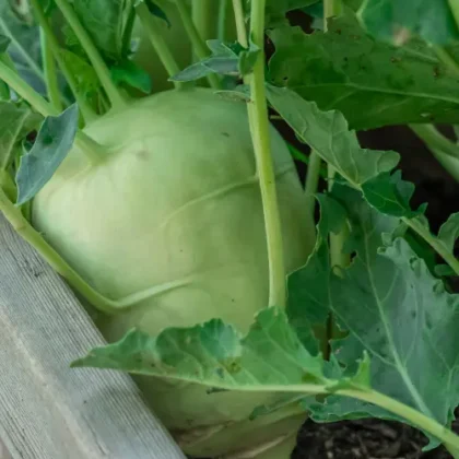 intensywnie zieloną roślinę kalarepy Delikatess White rosnącą bujnie w ekologicznym ogrodzie; częściowo zakopana, okrągła, cebulowa łodyga z bujnymi, wyraźnie unerwionymi zielonymi liśćmi — doskonały dodatek do internetowego butiku ogrodniczego.