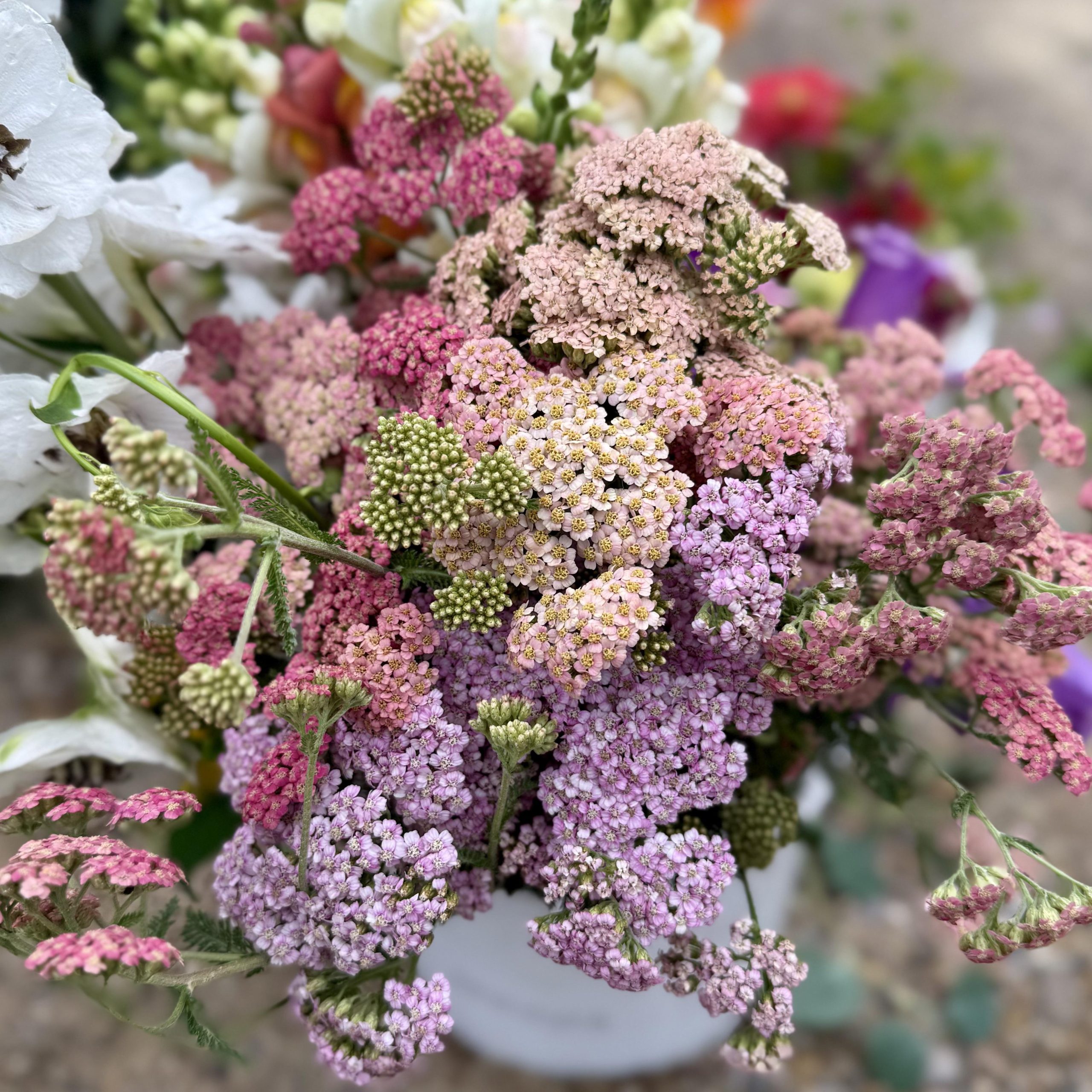 Zbliżenie na bukiet Krwawnika 'Summer Pastell' z delikatnymi różowymi, fioletowymi, żółto-zielonymi kwiatami - luksusowa ogrodowa kompozycja kwiatowa.