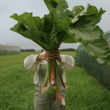 świeże łodygi rabarbaru Rabarbar 'Victoria' na polu, ulistnione wierzchołki zakrywają twarz, szklarnie z tyłu.