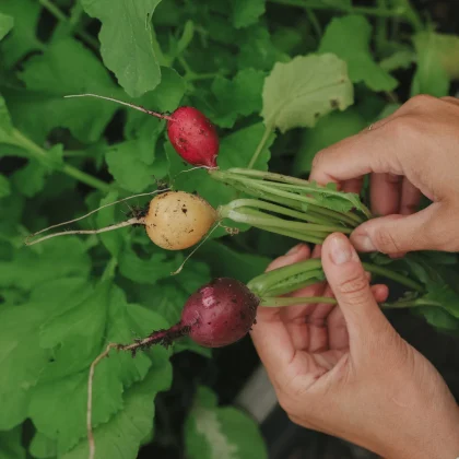 trzy kolorowe rzodkiewki 'Color Mix' - czerwoną, żółtą i fioletową - świeżo zebrane z bujnego ogrodu warzywnego.