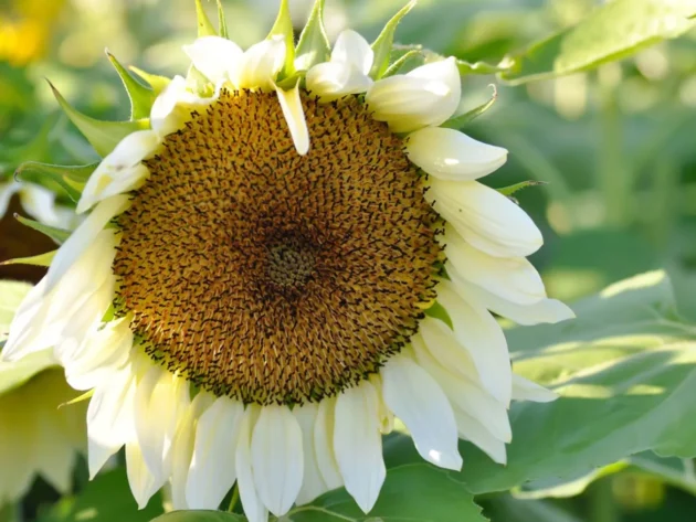 Zbliżenie na słonecznik 'White Sun F1' o jasnożółtych płatkach, gęstym brązowym środku i bujnych zielonych liściach - idealny do ogrodów.