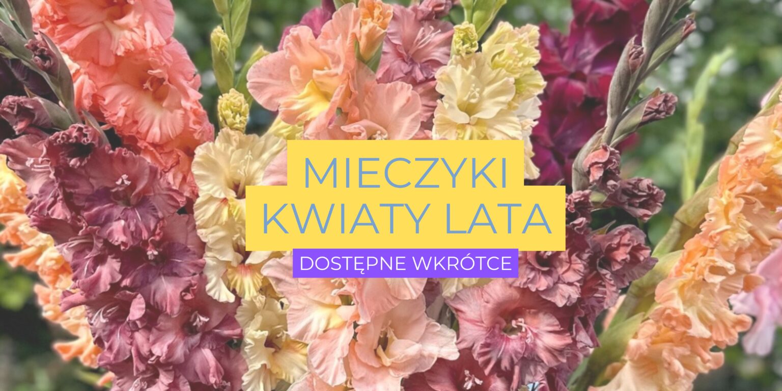 Odkryj oszałamiającą gamę kwiatów mieczyków w żywych odcieniach różu, pomarańczy i żółci na tle bujnej zieleni. Nakładka tekstowa: „Mieczyki Kwiaty Lata - wkrótce w Twoim ulubionym internetowym butiku ogrodniczym”. Idealne do dodania letnich kolorów do Twojego ogrodu!.