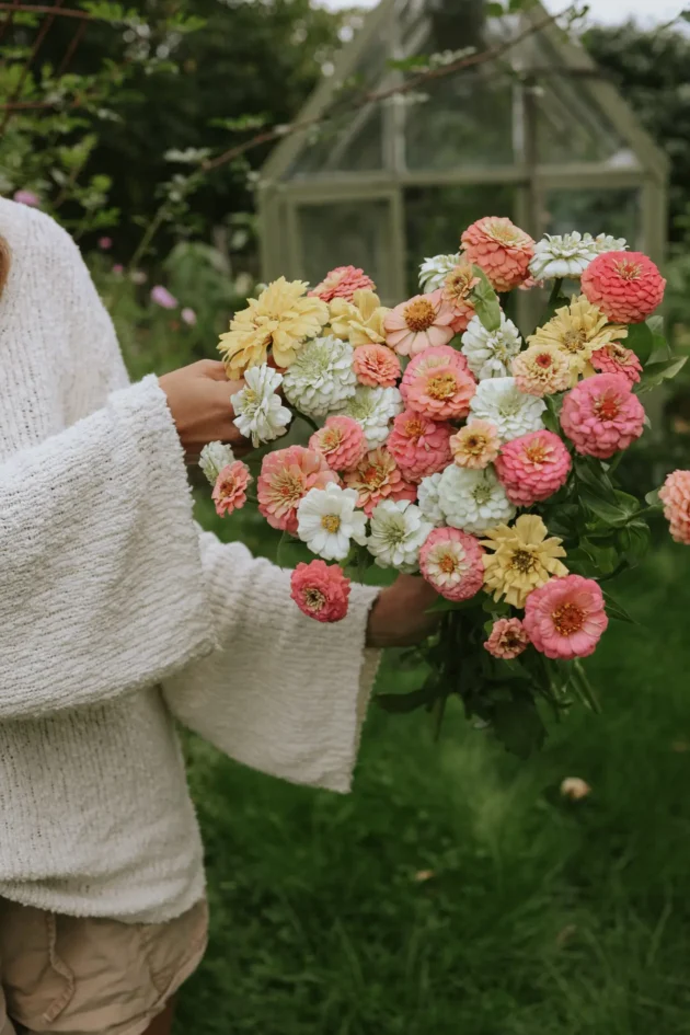 żywy bukiet z cyni, w tym zachwycającą odmianę Cynia 'Peaches&Cream' na tle bujnego ogrodu z zieloną trawą i elegancką szklarnią – idealne rozwiązanie dla miłośników ogrodów i klientów internetowych butików ogrodniczych poszukujących kwiatowej inspiracji.