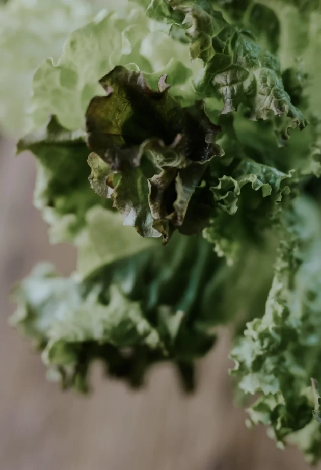 Zbliżenie na liść sałaty ECO Sałata 'Red Salad Bowl' prezentujący swoje żywe, kręcone brzegi o wielu odcieniach zieleni. Podkreślając świeżą fakturę i misterne detale, ten obraz uchwycił najwyższej jakości organiczne produkty sałatkowe dostępne w naszym internetowym butiku ogrodniczym. Idealne do ulepszenia ogrodu o ekologiczne produkty.