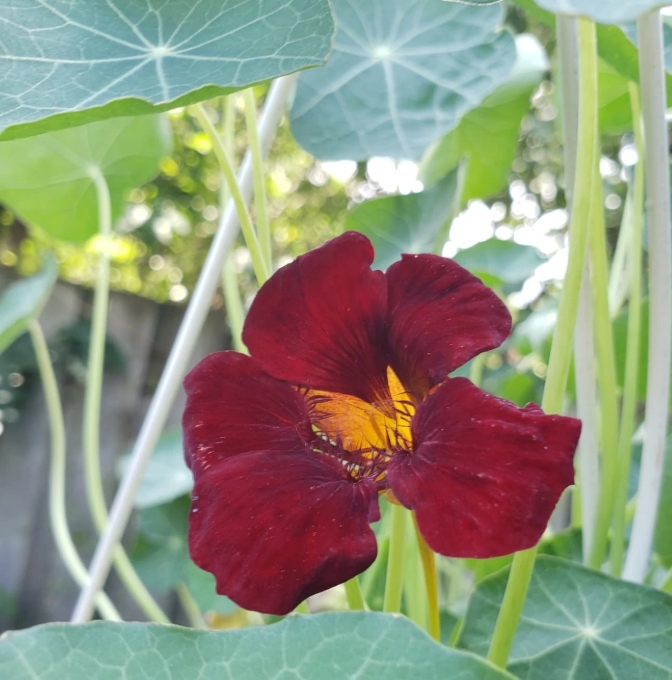Zoptymalizowany pod kątem SEO tekst alternatywny: „Ciemnoczerwony kwiat Nasturcji 'Black Velvet' z żółtym środkiem w słonecznych zielonych liściach ogrodowych | Sklep ogrodniczy online.