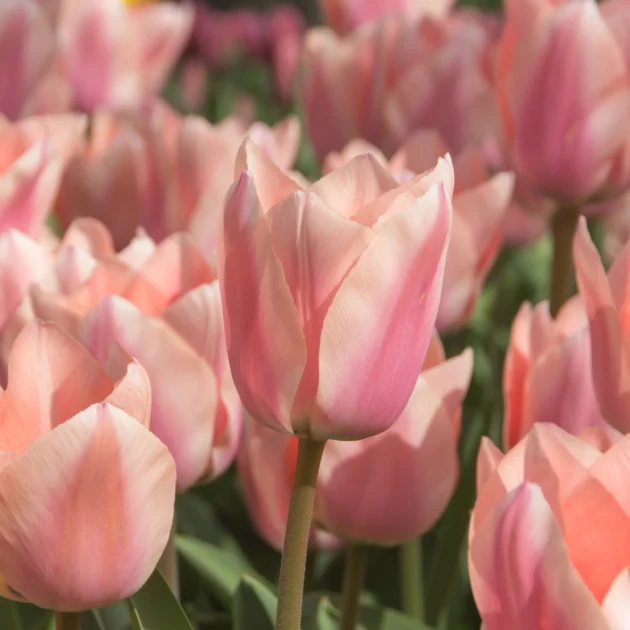 Zbliżenie rzadkiego tulipana Tulipan Apricona z delikatnymi różowymi płatkami, przedni kwiat w ostrym świetle, rozmyte kwiaty z tyłu, wszystkie świecące w naturalnym świetle słonecznym; ekskluzywna egzotyczna wiosenna cebula dostępna w internetowym butiku ogrodniczym — idealna do żywych ogrodów. Daj mi znać, czy chcesz nieco krótszą lub bardziej dostosowaną wersję!.