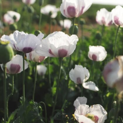 Zbliżenie maków ‘Breadseed’ (Papaver somniferum) z delikatnymi białymi płatkami i miękkimi, jasnofioletowymi środkami, kwitnących w żywym zielonym ogrodzie w łagodnym świetle słonecznym. Idealne do kolekcji kwiatów w butikach ogrodniczych online; te wyjątkowe maki dodają rzadkiego piękna i uderzającego koloru do każdej ekspozycji kwiatowej lub rabaty ogrodowej.