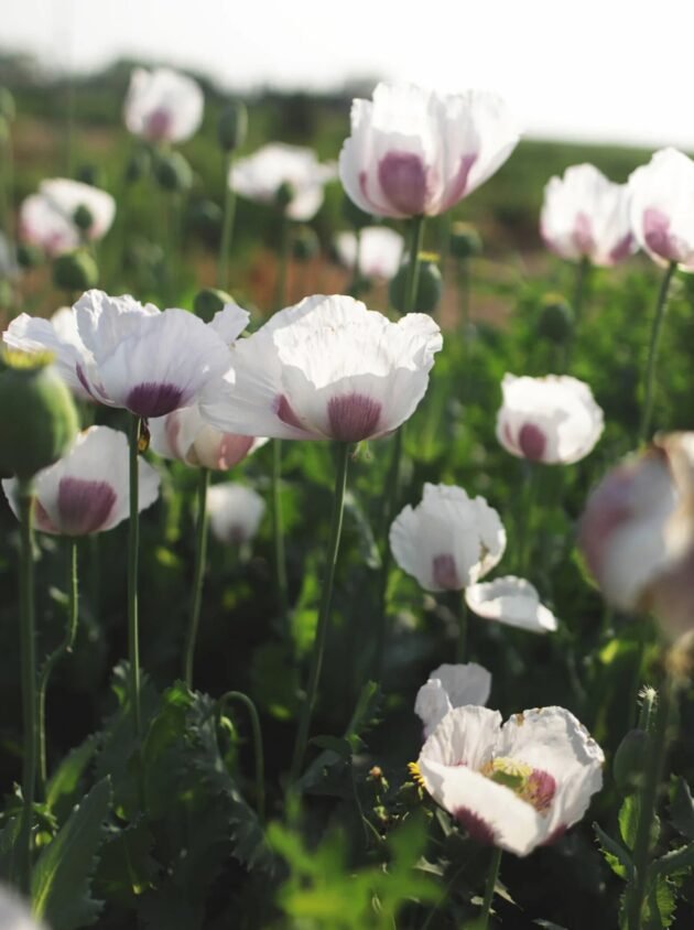 Zbliżenie maków ‘Breadseed’ (Papaver somniferum) z delikatnymi białymi płatkami i miękkimi, jasnofioletowymi środkami, kwitnących w żywym zielonym ogrodzie w łagodnym świetle słonecznym. Idealne do kolekcji kwiatów w butikach ogrodniczych online; te wyjątkowe maki dodają rzadkiego piękna i uderzającego koloru do każdej ekspozycji kwiatowej lub rabaty ogrodowej.