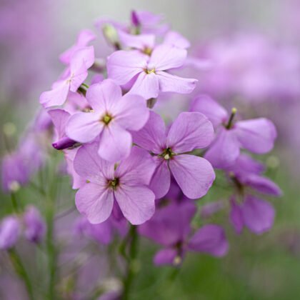 Zbliżenie kwiatów Wieczornika damskiego fioletowego (Hesperis matronalis) o delikatnych, jasnofioletowych płatkach i miękkich zielonych łodygach, prezentowanych w internetowym butiku ogrodniczym; idealna roślina ozdobna na obwódki ogrodowe i rabaty kwiatowe przyjazne owadom zapylającym.