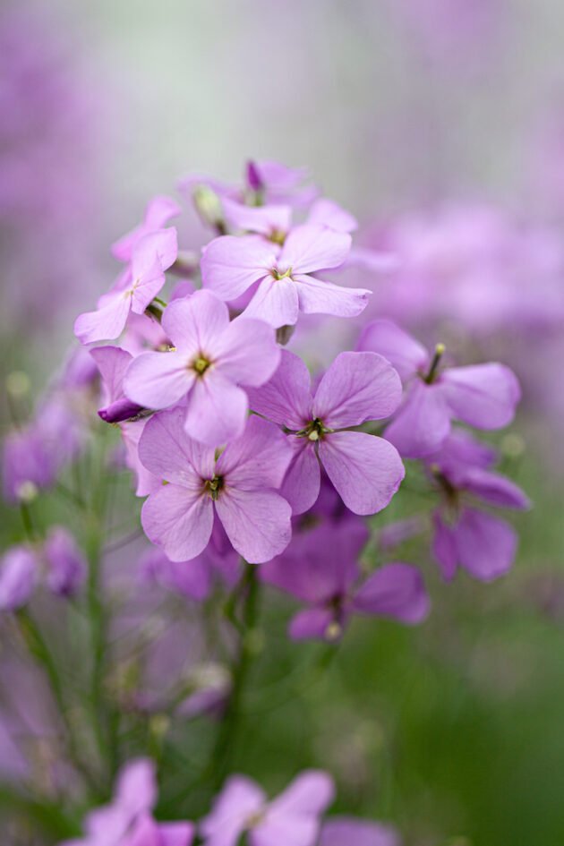 Zbliżenie kwiatów Wieczornika damskiego fioletowego (Hesperis matronalis) o delikatnych, jasnofioletowych płatkach i miękkich zielonych łodygach, prezentowanych w internetowym butiku ogrodniczym; idealna roślina ozdobna na obwódki ogrodowe i rabaty kwiatowe przyjazne owadom zapylającym.